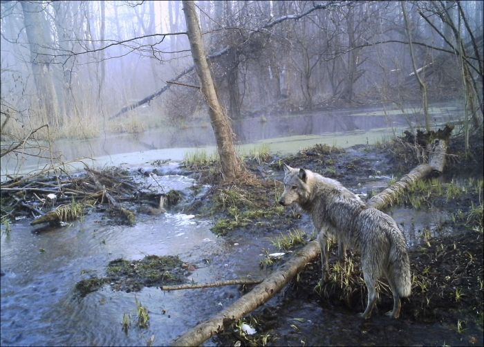 Imagens de Chernobyl e seus animais