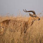 Vida Selvagem em Uganda, África