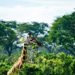 Girafa em Uganda, África