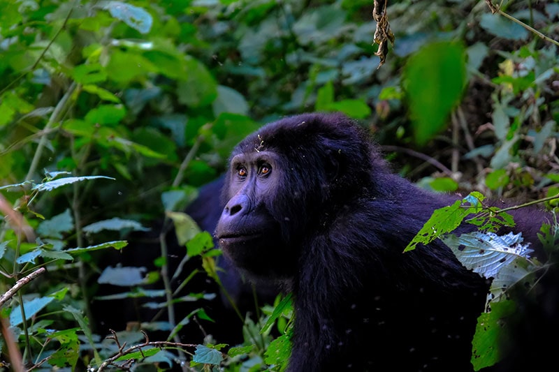 Gorila em Uganda, África