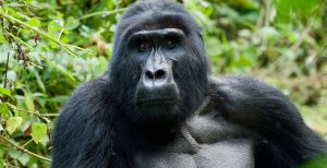 Uganda, Terra de los gorillas