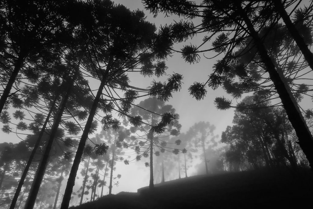 Araucária Árvores | elPulpo Plataforma Fotográfica