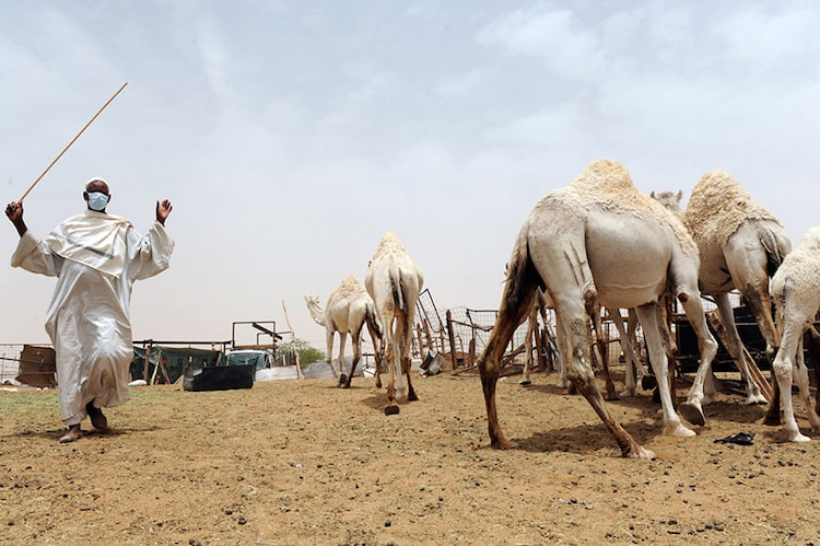 Homem, com camelos, usando máscaras para se proteger de vírus