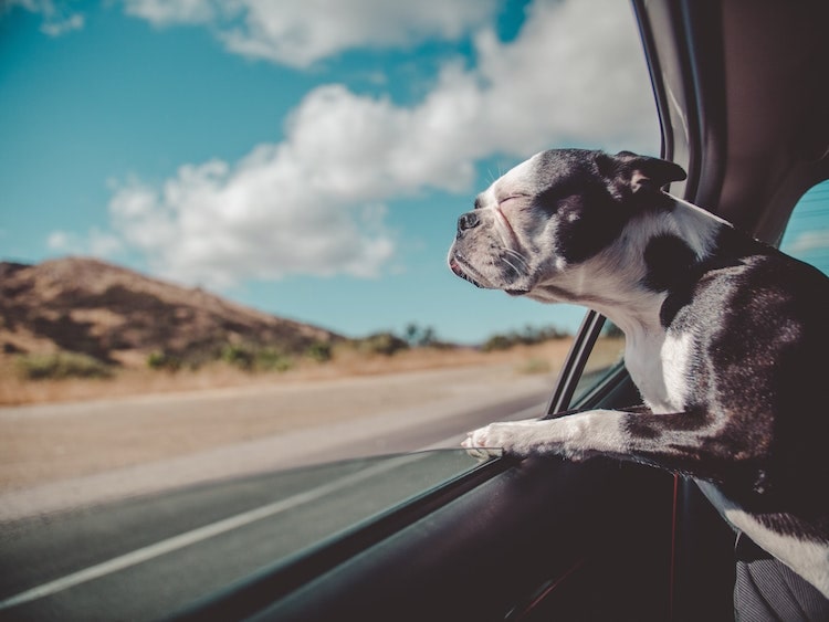 Cachorro viajando no carro