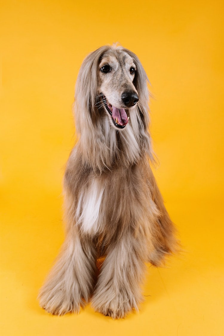 Ensaio pet com afghan hound