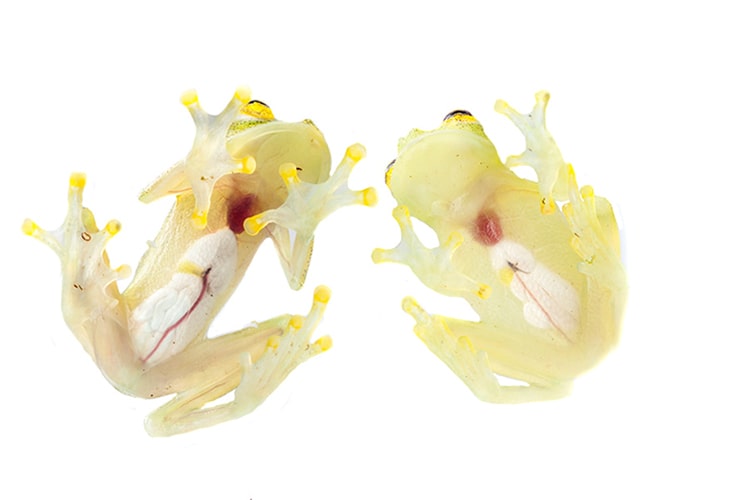 Rana Cristal (Hyalinobatrachium colymbiphyllum), viven en las quebradas y ponen sus huevos debajo de hojas.