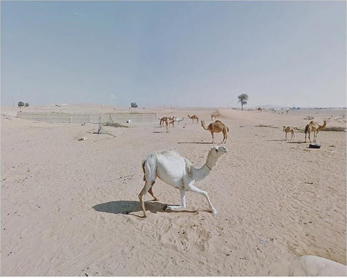 Jacqui Kenny – Google Street View Scene – Camels in Sharjah, United Arab Emirates, 2017.