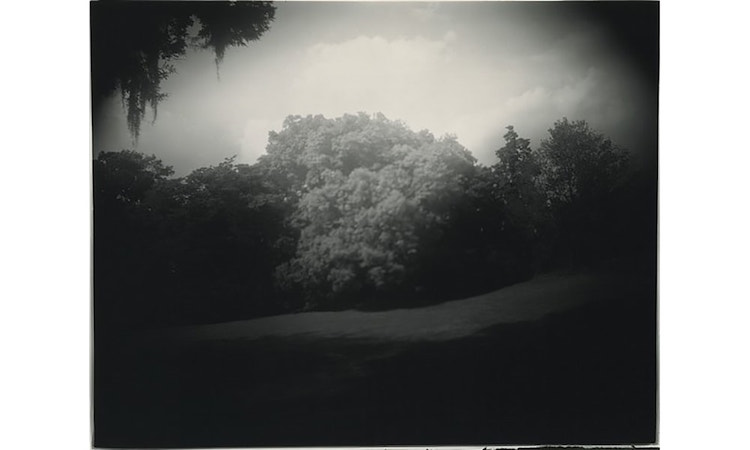 Untitled (Virginia #6, Nuclear Tree)’, 1993