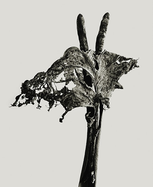 Dendrite victoriosa’ (Herbarium), 1982, Joan Fontcuberta